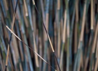 Фото - Обои Mr Perswall Photo - 235221>