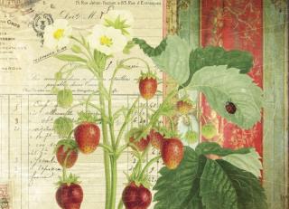 Фото - Обои Ortograf Эми Стюарт - 479983>