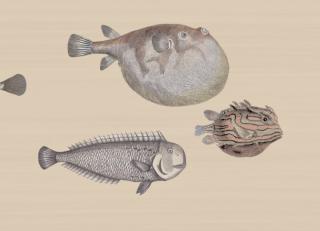 Фото - Обои Cole & Son Fornasetti Senza Tempo - 423519>