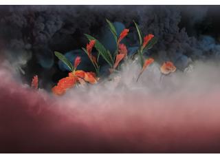 Фото - Обои Ortograf Flower dreams - 476742>