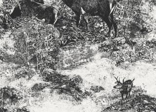 Фото - Обои Architector Sauvage II - 630911>