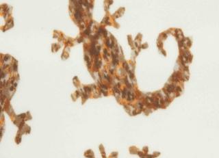 Фото - Ткани Alessandro Bini Jeko - 568341>