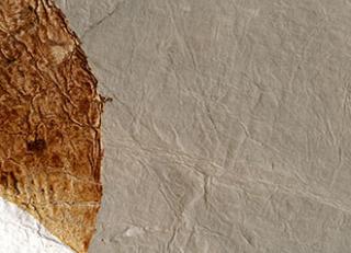 Фото - Обои Elitis Epure - 340456>