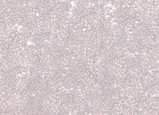 Фото - Обои Tres Tintas Wall A Porter - 198191>