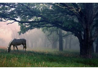Фото - Обои Photowall Фэнтези - 298851>
