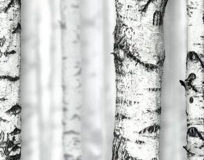 Фото - Обои Andrea Rossi Sicily - 615758>