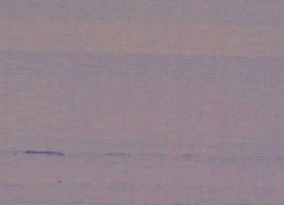 Фото - Обои Biden Designs Handlined Silk Wallpaper - 438464>