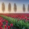 Обои для стен Photowall Природа misty-morning-in-tulip-field 
