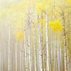 Обои для стен  Photowall Пейзажи aspens-in-fog 