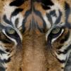 Обои для стен Photowall Животные eye-of-the-tiger 
