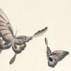 Обои для стен  Fromental 20th century E001-butterflies-col-5-black-and-white-detail 