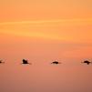 Обои для стен Photowall Животные cranes-in-sunrise 
