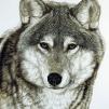 Обои для стен  Photowall Животные grey-wolf 