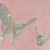 Обои для стен Fromental 20th century E001-butterflies-col-8-pretty-in-pink-detail 
