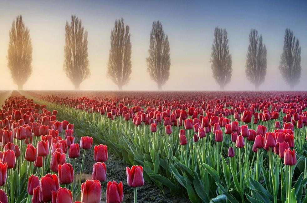 Обои для стен  Photowall Природа misty-morning-in-tulip-field 