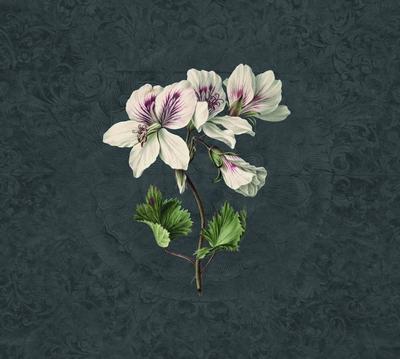 Обои для стен  KT Exclusive Vanilla Lime 142760 