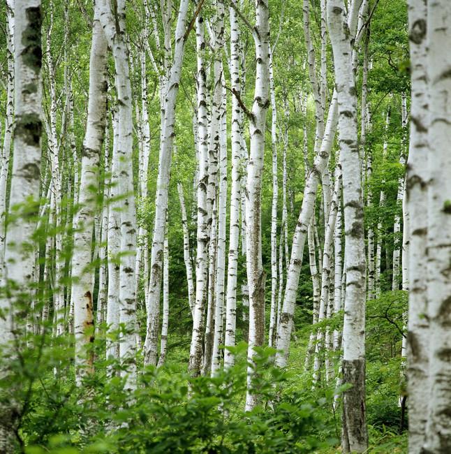 Обои для стен Photowall Природа summer-birch-trees 