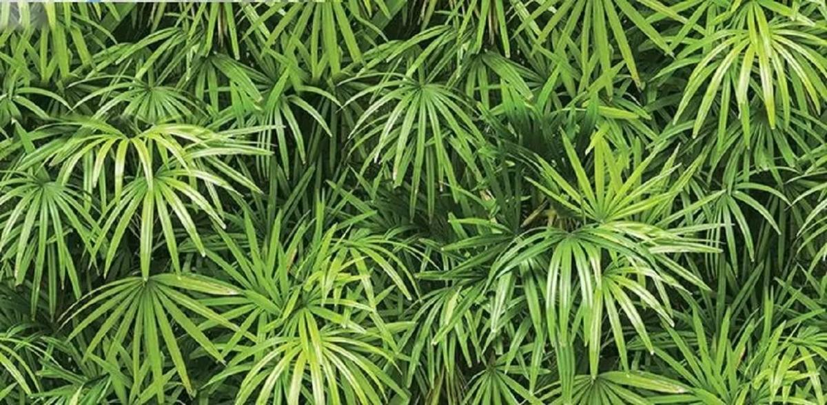 Обои для стен   Natural 88425_1 