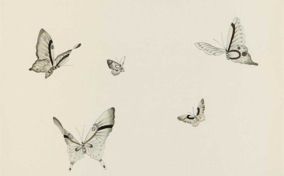 Обои для стен Fromental 20th century E001-butterflies-col-black-and-white 