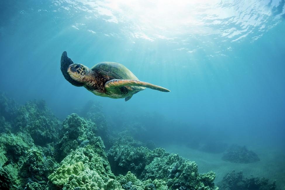 Обои для стен Photowall Животные hawaiian-green-sea-turtle 