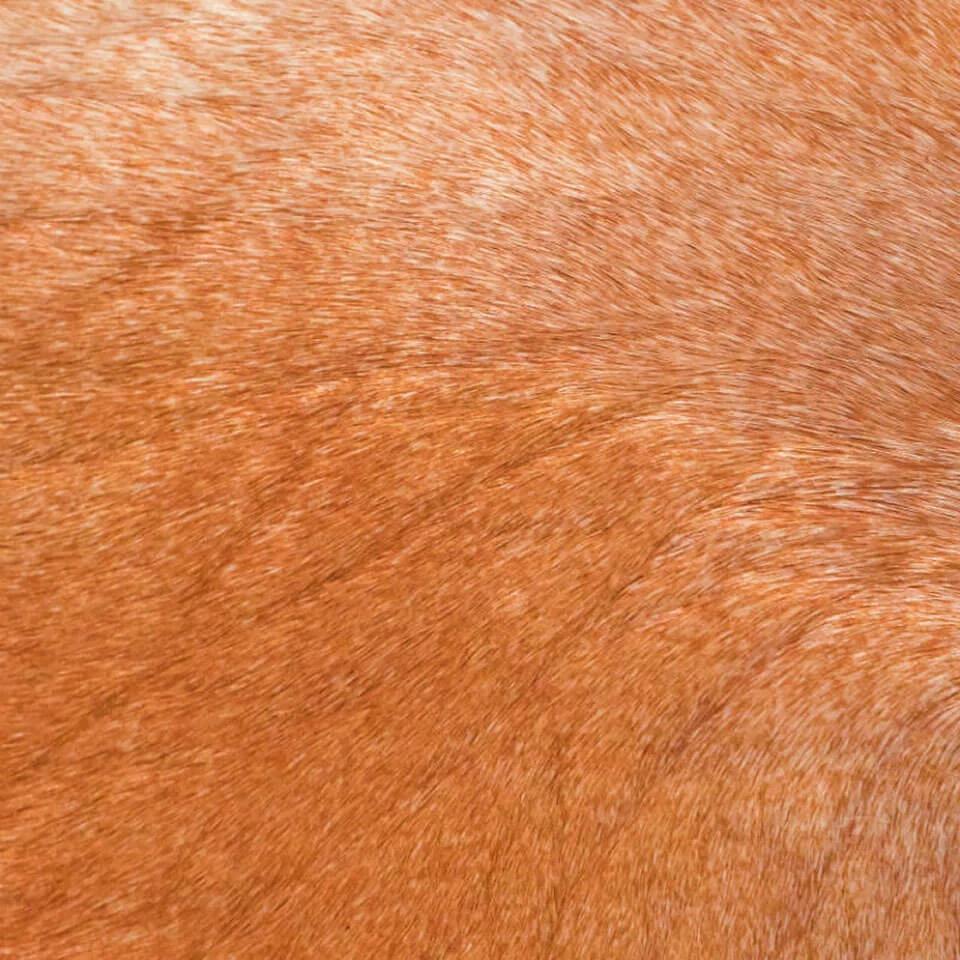   vitellina-pelo-campar- 