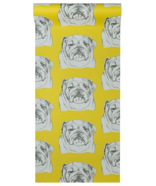 Обои для стен Graduate Collection Graduate Wallpapers Bulldog_Yellow_500 
