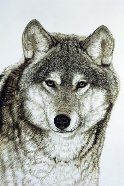 Обои для стен Photowall Животные grey-wolf 