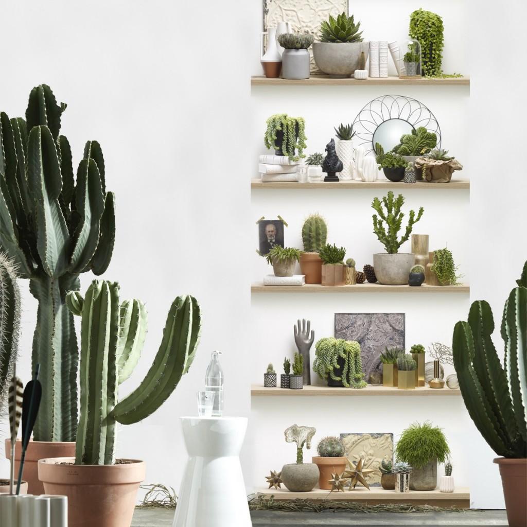 Обои для стен Koziel Nature wallpapers cactus-shelves-single-strip-of-wallpaper 
