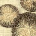 Метражные обои для стен  Raffia Wallcovering 2 WRA_07_38 