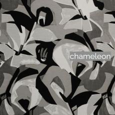 chameleon