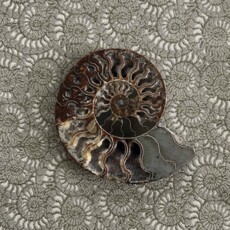 Ammonite