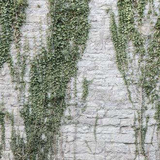 Photowall Текстуры и стены foliage