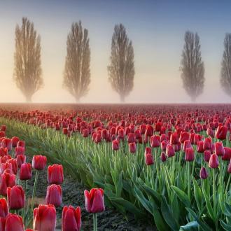 Photowall Природа misty-morning-in-tulip-field