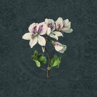 KT Exclusive Vanilla Lime 142760