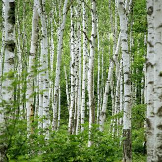 Photowall Природа summer-birch-trees