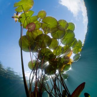 Photowall Природа floating-water-lilies