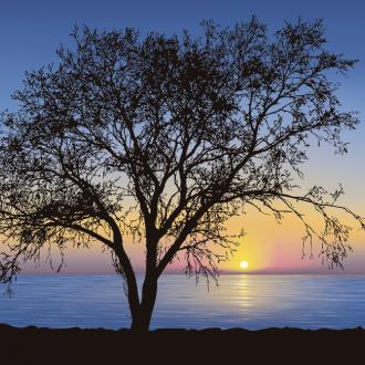 Photowall Природа tree-silhouette