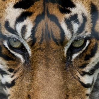 Photowall Животные eye-of-the-tiger