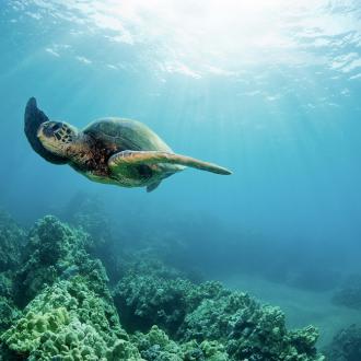 Photowall Животные hawaiian-green-sea-turtle