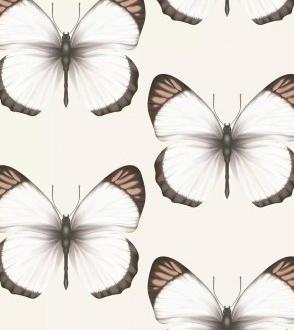 Andrea Rossi Cheradi 54401_2