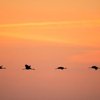 Photowall Животные cranes-in-sunrise