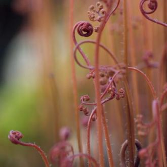 Mr Perswall Photo dm324-1