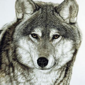 Photowall Животные grey-wolf