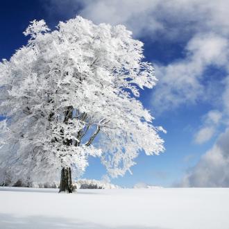 Photowall Пейзажи winter-tree