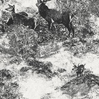 Architector Sauvage II KT40600