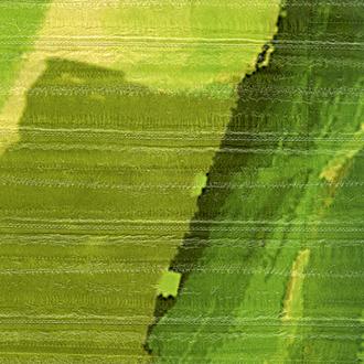 Elitis Anguille Big croco Legend VP_429_01