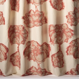 Nobilis Phoenicia Peonia_10857-56