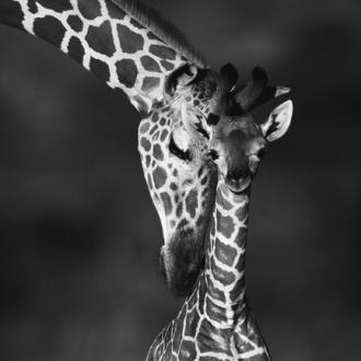 Photowall Детские обои giraffes-bw
