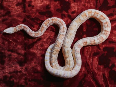 Состоялась премьера рубрики SWATCH совместно с журналом WA